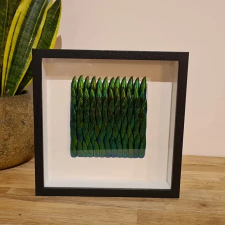 Keverschildjes lijst