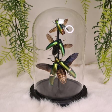 Set Kevers 'Triple Green'