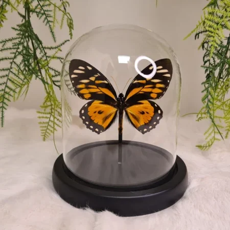 Vlinder Papilio Zagreus