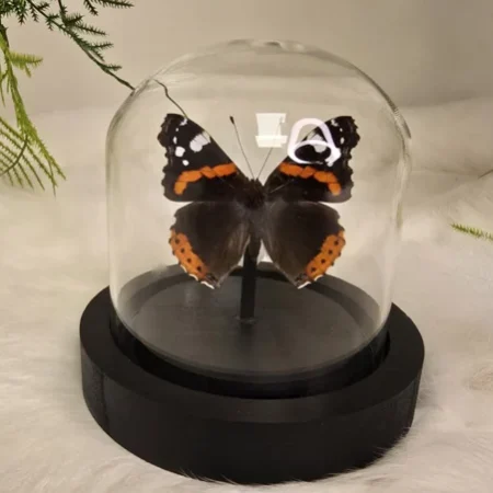 Vlinder Vanessa Atalanta
