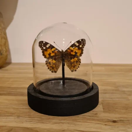 Vlinder Vanessa Cardui