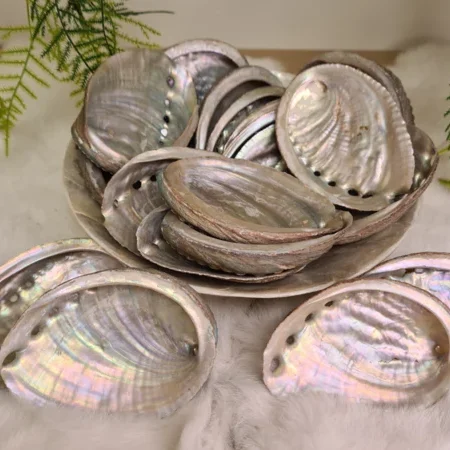 Abalone schelp 100mm
