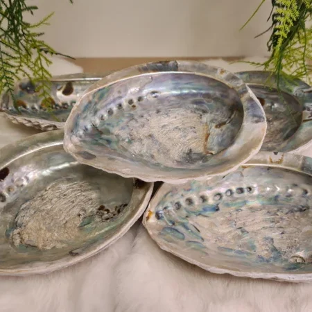 Abalone schelp 160-170mm