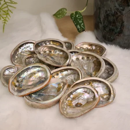Abalone schelp 60-80mm