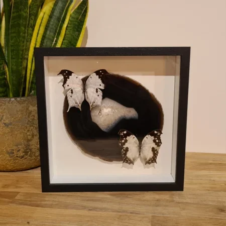 Fantasy special "Agate Slice & Salamis"