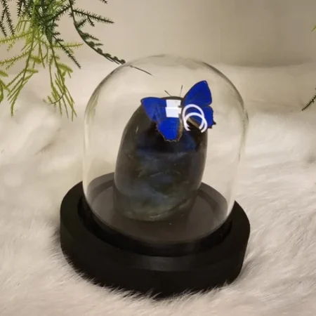 Fantasy special "Labradoriet & Araxes"