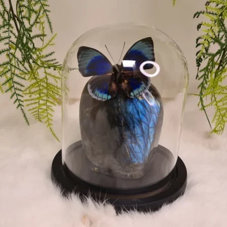 Fantasy special "Labradoriet & Beautifica"