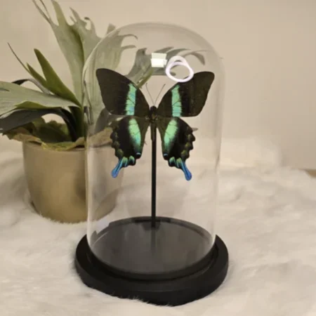 Vlinder Papilio Blumei