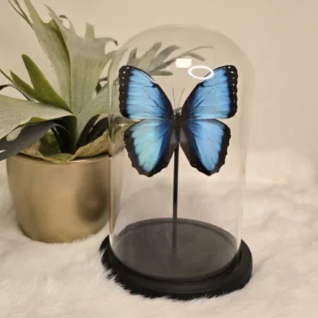 Vlinder Morpho Peleides Carillensis