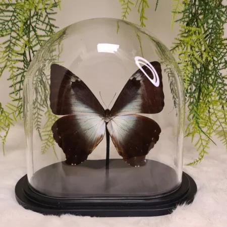 Vlinder Morpho Cisseis