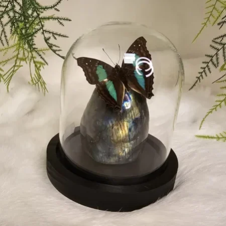 Fantasy special "Labradoriet & Cyane