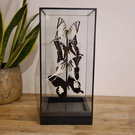 Vlinder set "Natural Display"