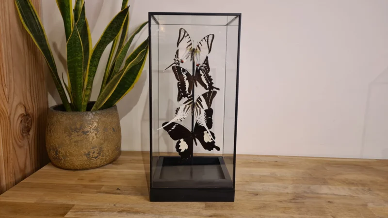 Vlinder set "Natural Display"