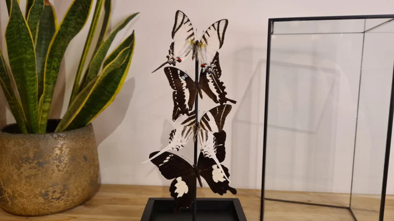 Vlinder set "Natural Display" - Afbeelding 2