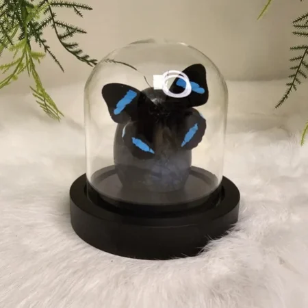 Fantasy special "Labradoriet & Nessea"