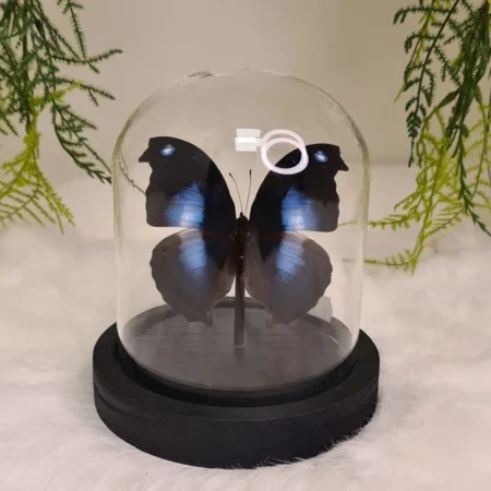 Vlinder Napeocles Jucunda