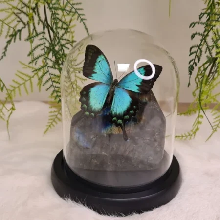 Fantasy special "Labradoriet & Lorquinianus"