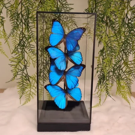 Vlinder set "Menelaus Display"