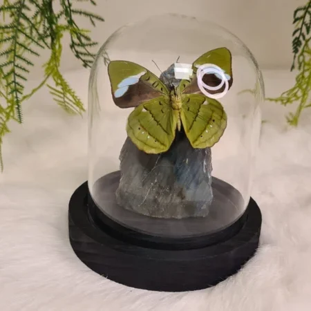 Fantasy special "Labradoriet & Hewitsonii"