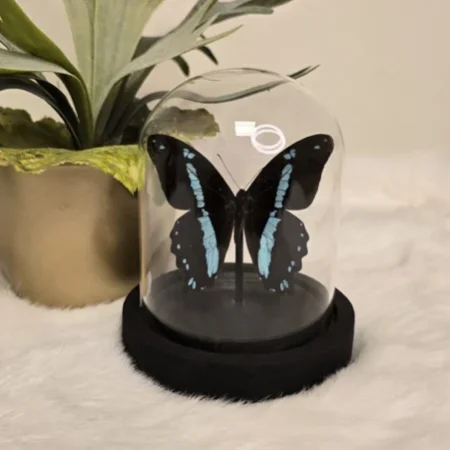 Vlinder Papilio Nireus