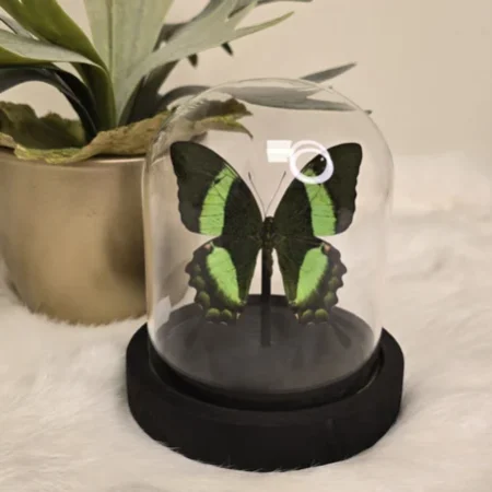 Vlinder Papilio Palinurus