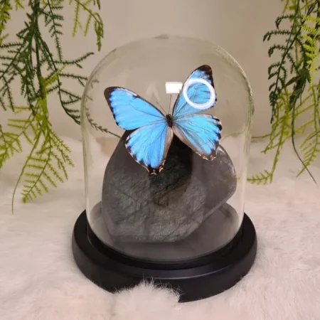 Fantasy special "Labradoriet & Portis"