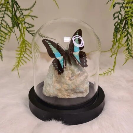 Fantasy Special "Amazoniet & Sarpedon"