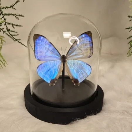 Vlinder Morpho Sulkowskyi