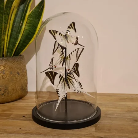 Vlinder set "Swallowtails"