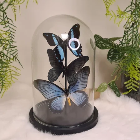 Vlinder set "Black and Blue"