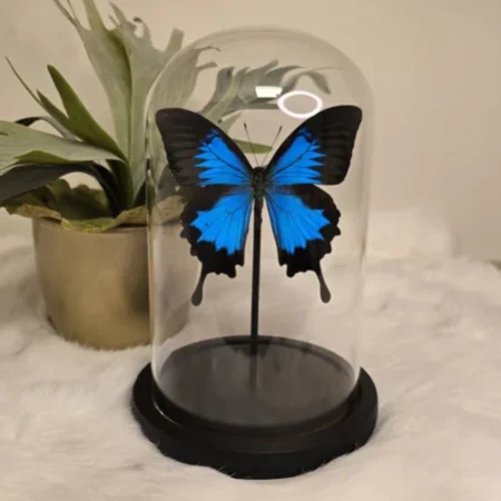 Vlinder Papilio Ulysses