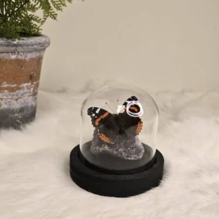 Fantasy special "Amethist & Atalanta"