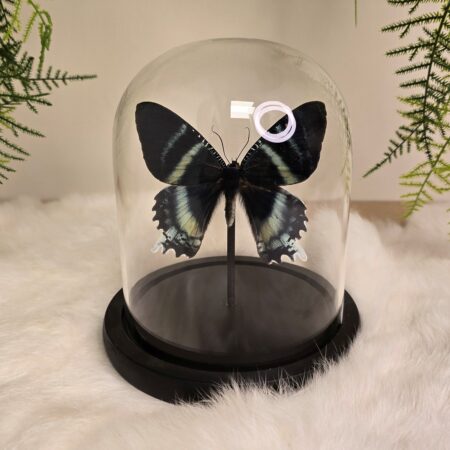 Vlinder Alcides Agathyrsus