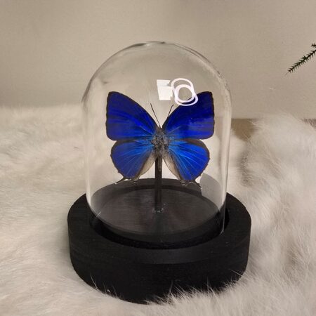 Vlinder Arhopala Araxes