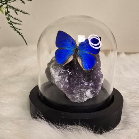 Fantasy special "Amethist & Araxes"