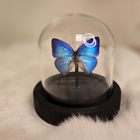 Vlinder Arhopala Thamryras