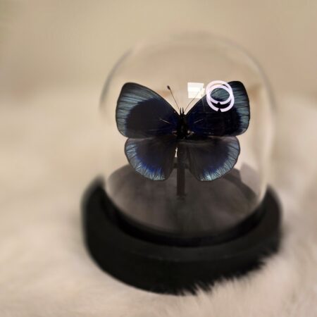 Vlinder Asterope Leprieuri