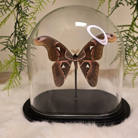 Vlinder Attacus Lorquinii