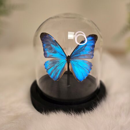 Vlinder Morpho Aurora