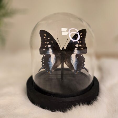 Vlinder Charaxes Cognatus