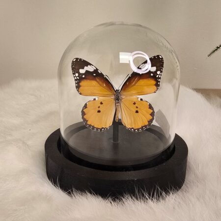 Vlinder Danaus Chrysippus