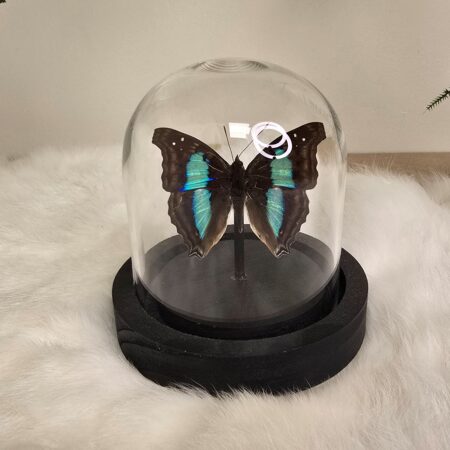 Vlinder Doxocopa Cherubina