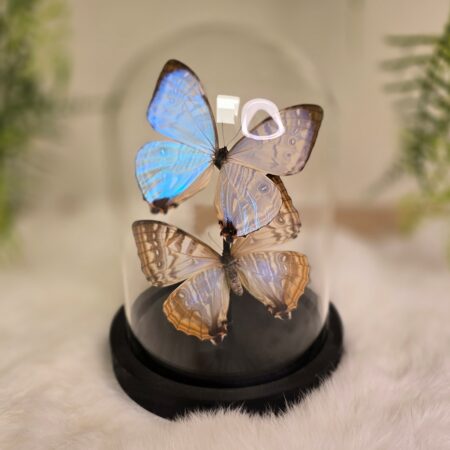 Vlinder Morpho Sulkowskyi duo