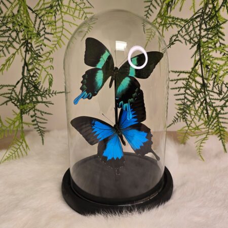 Vlinder Papilio Duo's