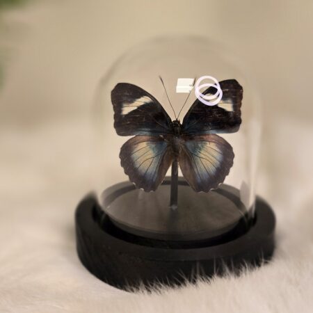 Vlinder Euphaedra Eberti