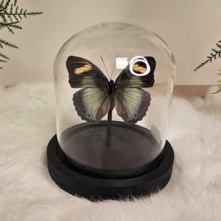 Vlinder Euphaedra Preussi