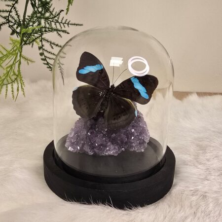 Fantasy special "Amethist & Hewitsonii"