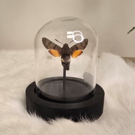 Vlinder/ mot Macroglossum Stellatarum