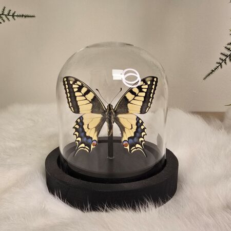 Vlinder Papilio Machaon