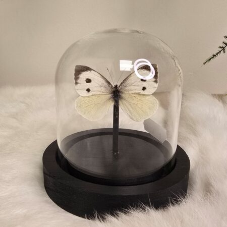 Vlinder Pieris Brassicae